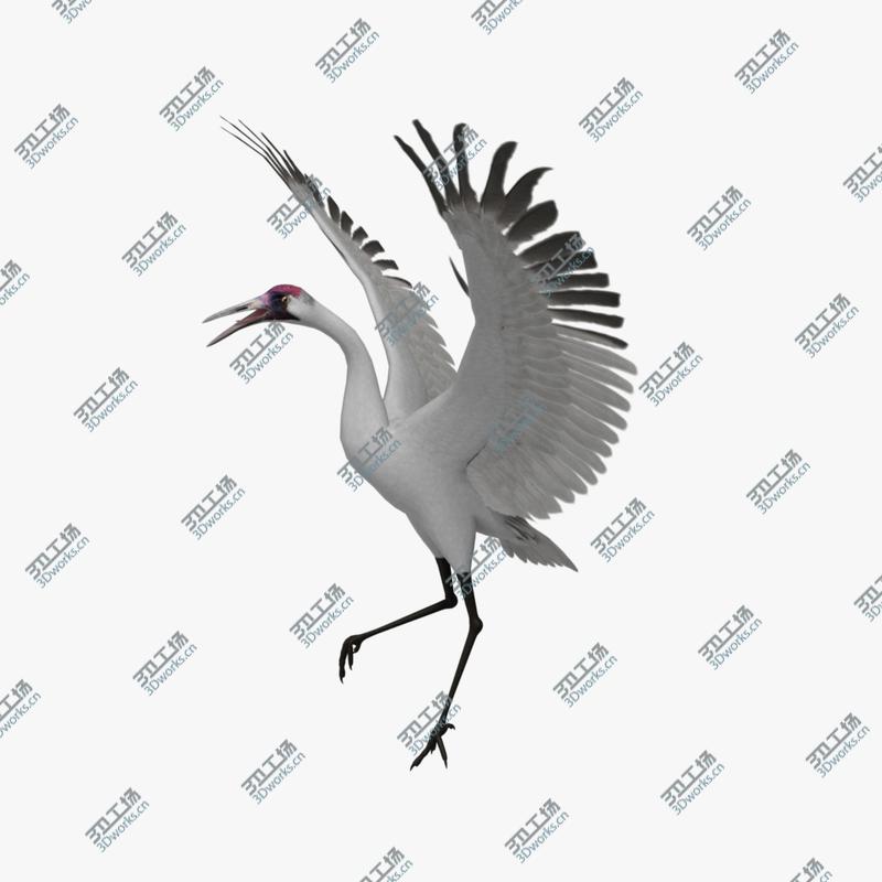 images/goods_img/20210319/Grus Americana 'Whooping Crane'/4.jpg